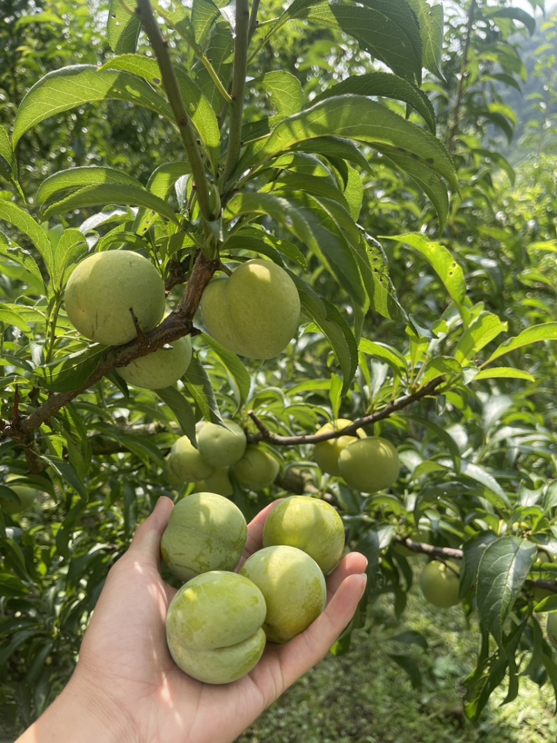 贵州六马蜂糖李自己种有一千亩地