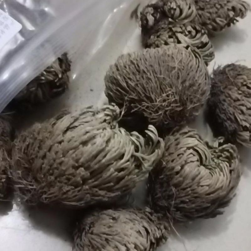 正宗九死还魂草中药材批发还魂草卷柏不死草还阳草不包活不