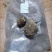 正宗九死还魂草中药材批发还魂草卷柏不死草还阳草不包活不