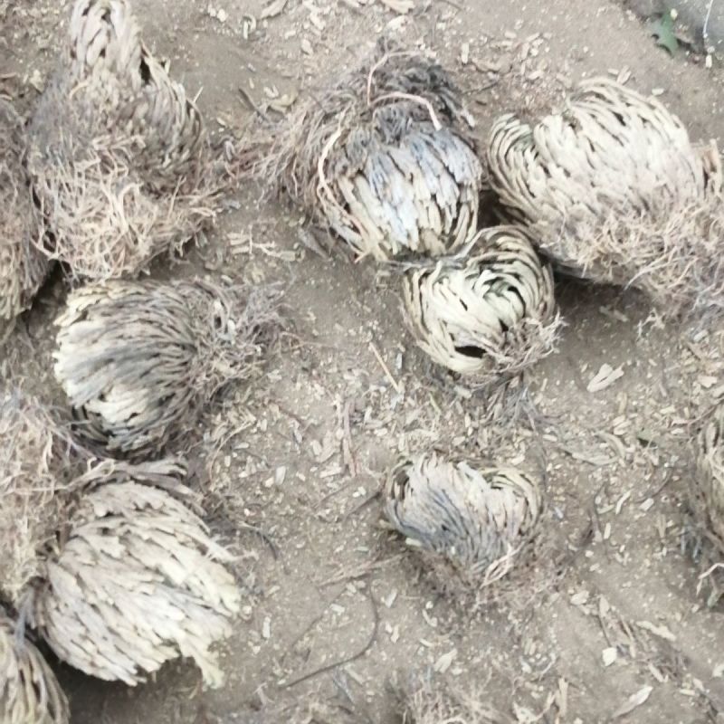 正宗九死还魂草中药材批发还魂草卷柏不死草还阳草不包活不