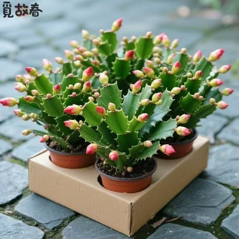 【带花苞】蟹爪兰多色盆栽四季家养花卉办公桌面阳台庭院