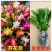 【带花苞】蟹爪兰多色盆栽四季家养花卉办公桌面阳台庭院
