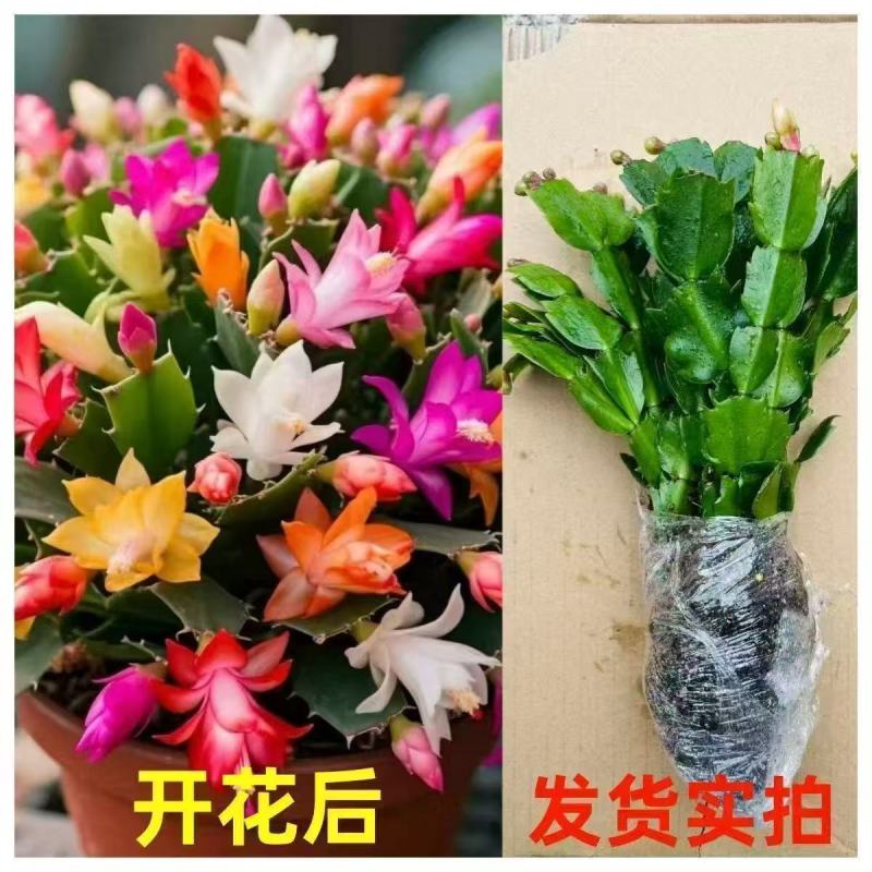 【带花苞】蟹爪兰多色盆栽四季家养花卉办公桌面阳台庭院
