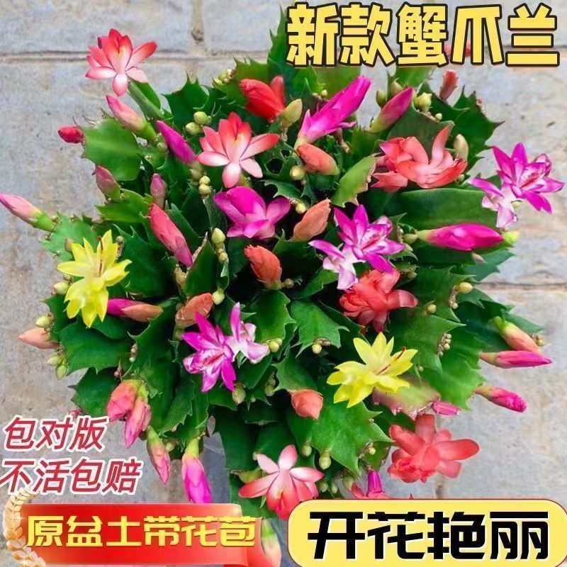 【带花苞】蟹爪兰多色盆栽四季家养花卉办公桌面阳台庭院