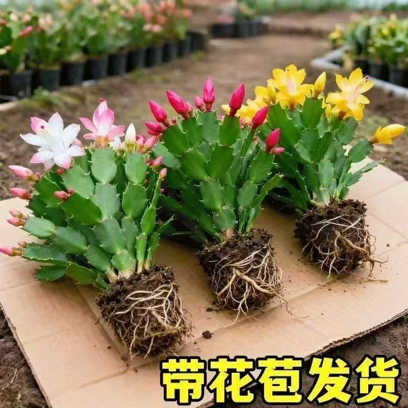 【带花苞】蟹爪兰多色盆栽四季家养花卉办公桌面阳台庭院
