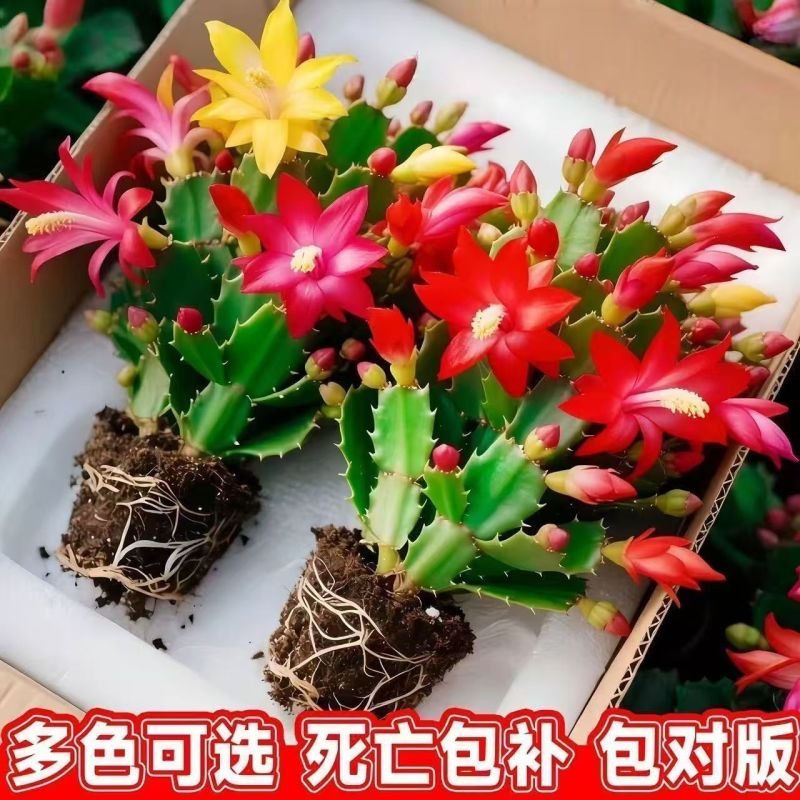 【带花苞】蟹爪兰多色盆栽四季家养花卉办公桌面阳台庭院