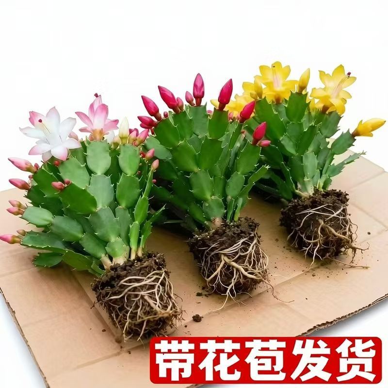 【带花苞】蟹爪兰多色盆栽四季家养花卉办公桌面阳台庭院