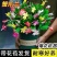 【带花苞】蟹爪兰多色盆栽四季家养花卉办公桌面阳台庭院