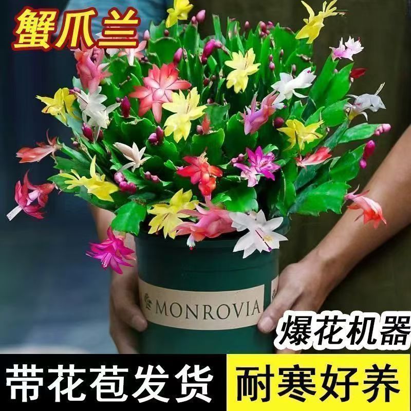 【带花苞】蟹爪兰多色盆栽四季家养花卉办公桌面阳台庭院