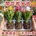【带花苞】蟹爪兰多色盆栽四季家养花卉办公桌面阳台庭院