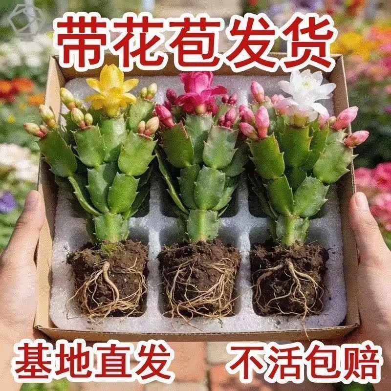 【带花苞】蟹爪兰多色盆栽四季家养花卉办公桌面阳台庭院