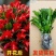 【带花苞】蟹爪兰多色盆栽四季家养花卉办公桌面阳台庭院
