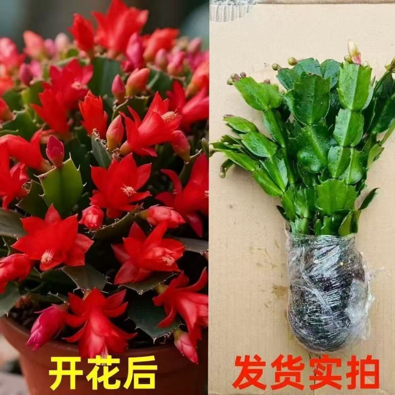 【带花苞】蟹爪兰多色盆栽四季家养花卉办公桌面阳台庭院