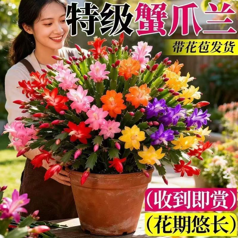【带花苞】蟹爪兰多色盆栽四季家养花卉办公桌面阳台庭院
