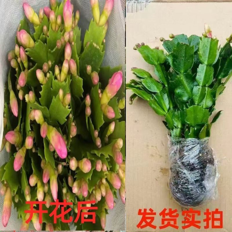 【带花苞】蟹爪兰多色盆栽四季家养花卉办公桌面阳台庭院