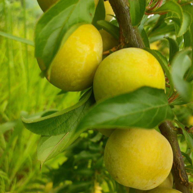 蜂糖李