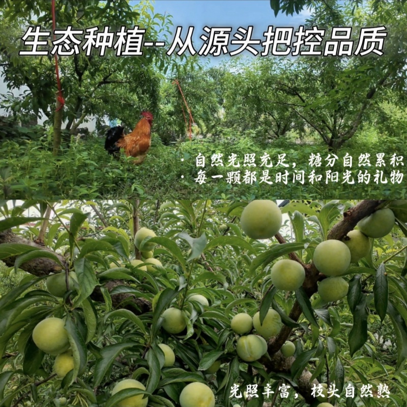蜂糖李，直接给我发微信号截图，正式开售，核小肉厚，口感好