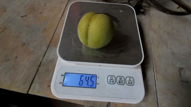蜂糖李，直接给我发微信号截图，正式开售，核小肉厚，口感好