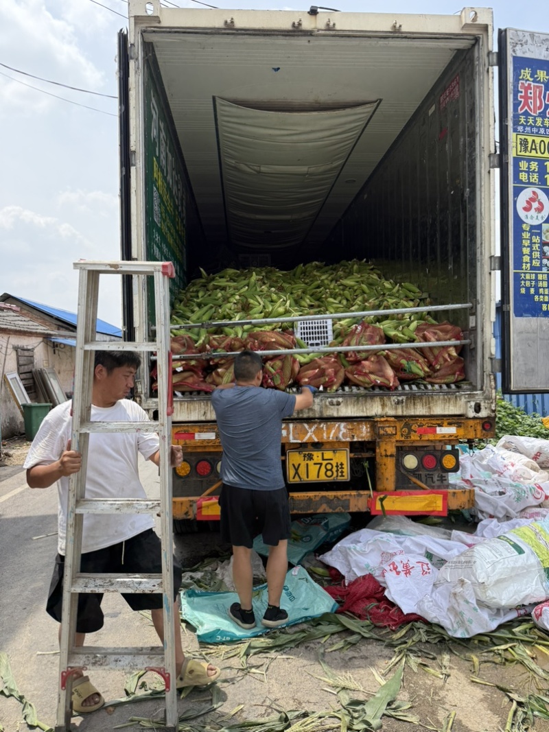 周口白粘玉米，鲜玉米，甜玉米，糯玉米，大量供应中