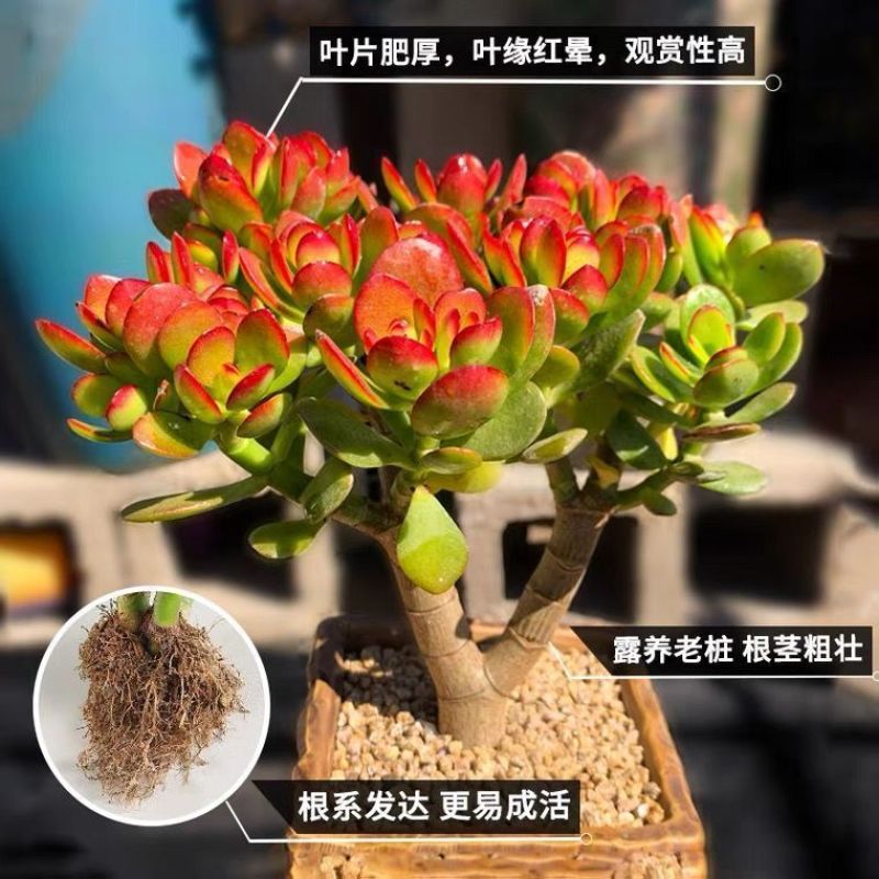 玉树盆栽老桩花卉姬红花月多肉植物室内盆栽肉肉大颗好养红叶