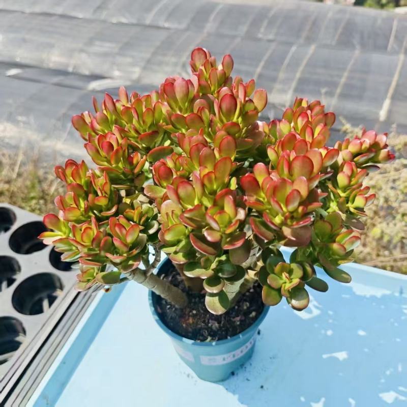 玉树盆栽老桩花卉姬红花月多肉植物室内盆栽肉肉大颗好养红叶