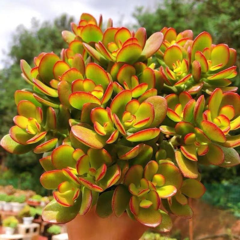 玉树盆栽老桩花卉姬红花月多肉植物室内盆栽肉肉大颗好养红叶