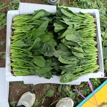 菠菜