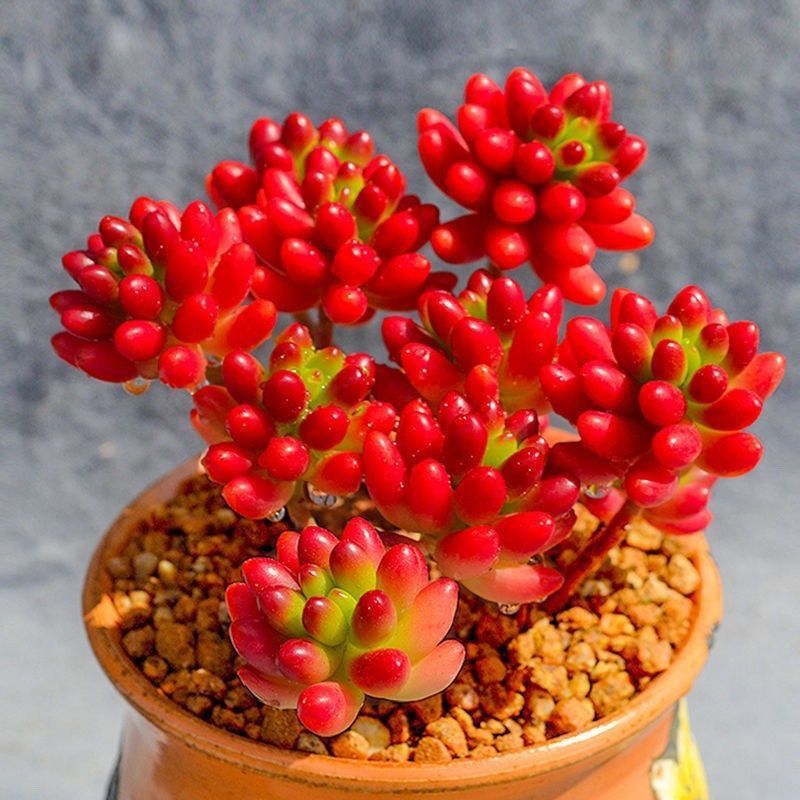 虹之玉锦多肉植物转运珠室内花卉盆栽净化空气红色肉肉