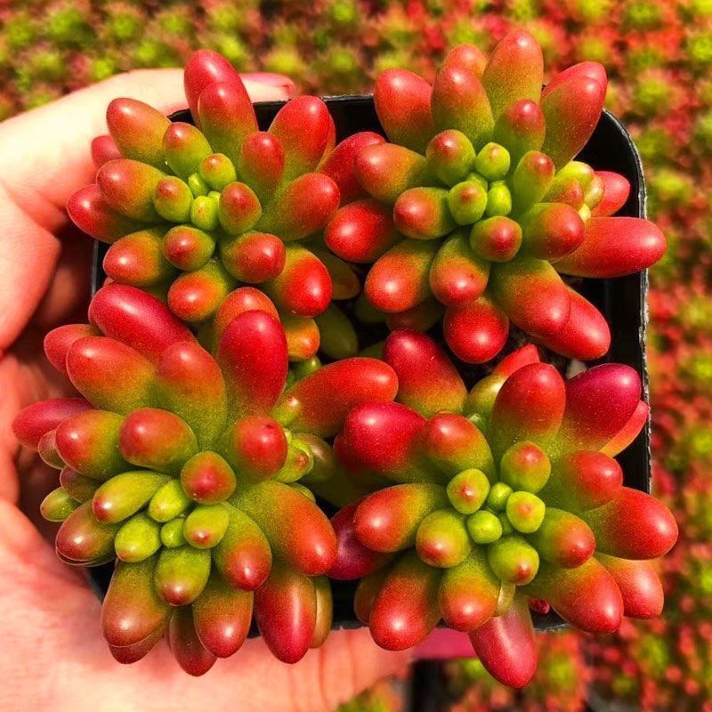 虹之玉锦多肉植物转运珠室内花卉盆栽净化空气红色肉肉