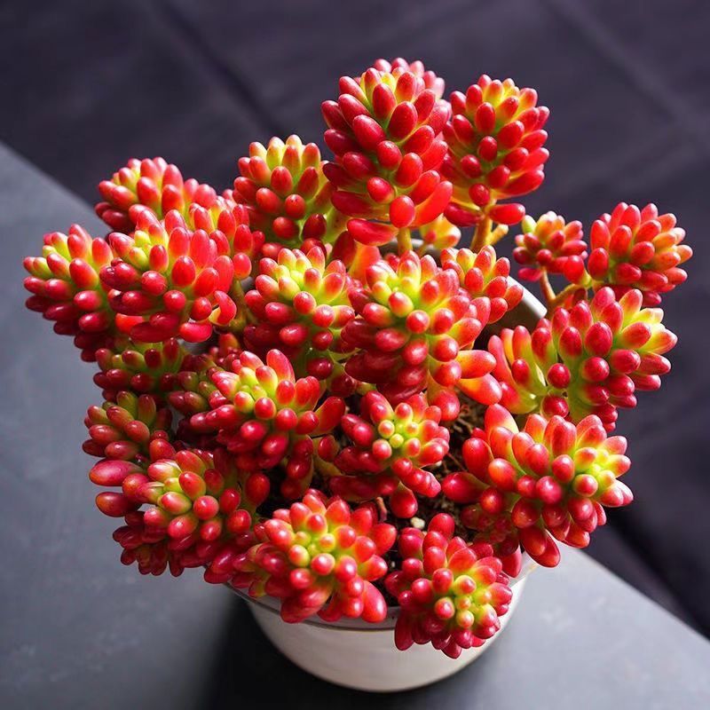 虹之玉锦多肉植物转运珠室内花卉盆栽净化空气红色肉肉