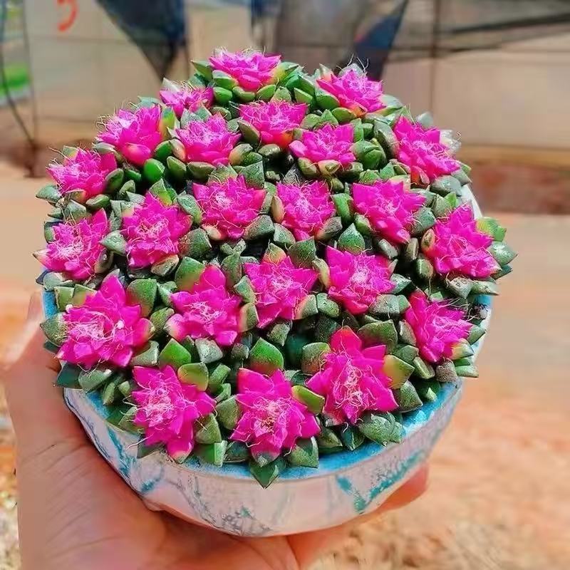 鸿运当头吹雪多肉植物绿植花卉招财肉肉办公室桌面盆栽带盆栽