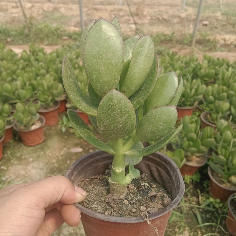 玉树盆栽多肉老桩四季常青植物室内办公室阳台耐寒绿植花卉盆