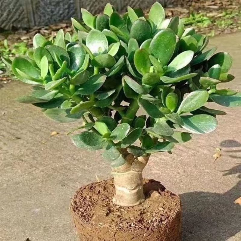 玉树盆栽多肉老桩四季常青植物室内办公室阳台耐寒绿植花卉盆
