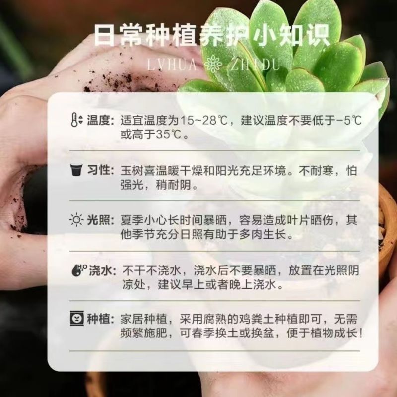 玉树盆栽多肉老桩四季常青植物室内办公室阳台耐寒绿植花卉盆