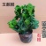玉麒麟镇宅**多肉盆栽彩麒麟五指山万重山火麒麟仙人掌植物