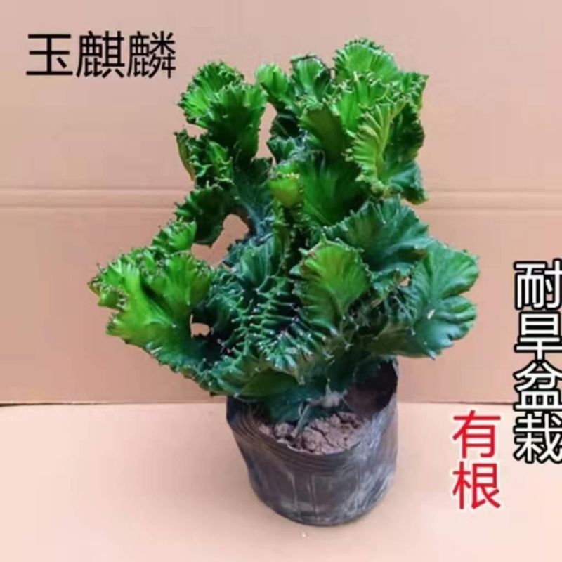 玉麒麟镇宅**多肉盆栽彩麒麟五指山万重山火麒麟仙人掌植物