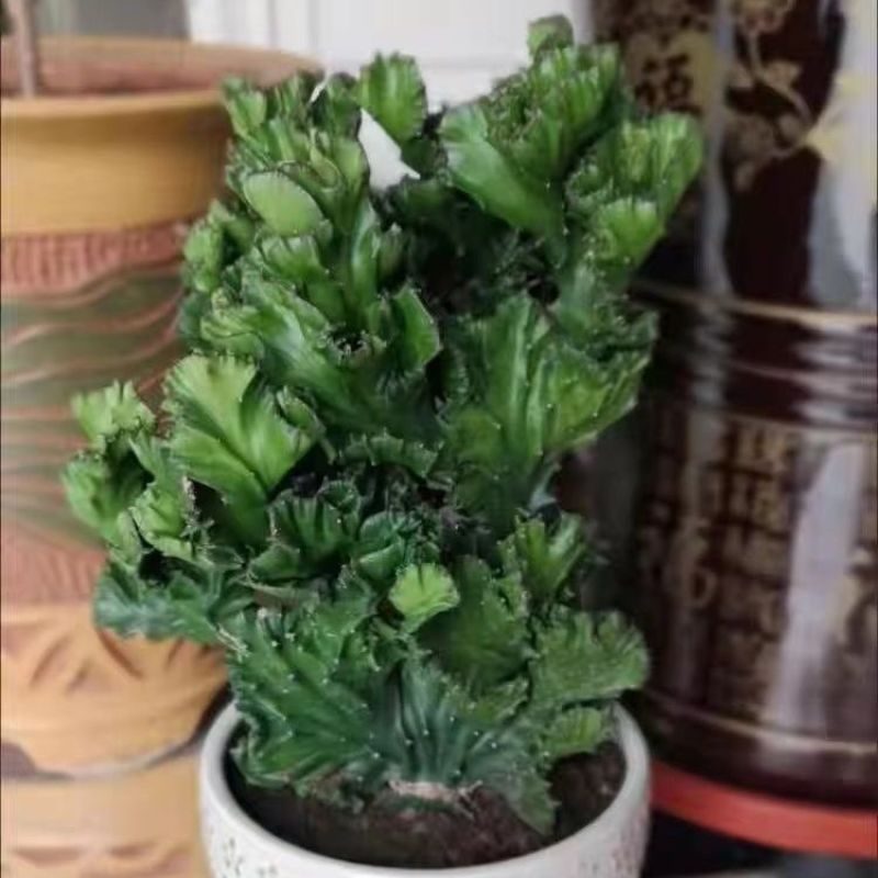 玉麒麟镇宅**多肉盆栽彩麒麟五指山万重山火麒麟仙人掌植物