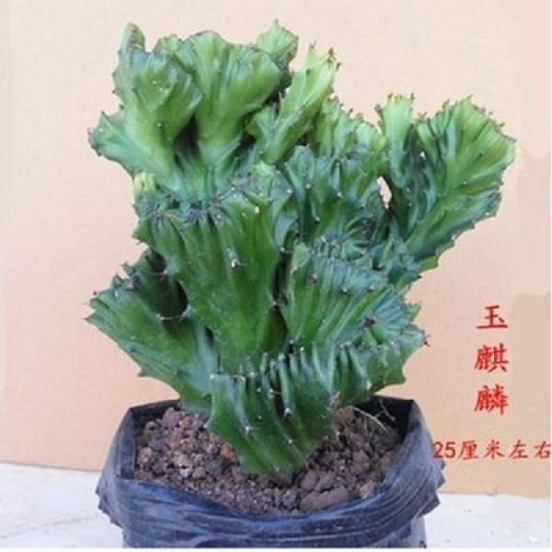 玉麒麟镇宅**多肉盆栽彩麒麟五指山万重山火麒麟仙人掌植物