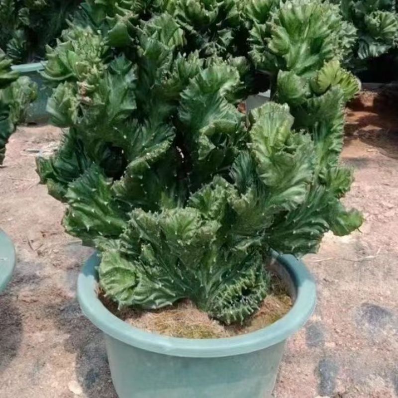 玉麒麟镇宅**多肉盆栽彩麒麟五指山万重山火麒麟仙人掌植物