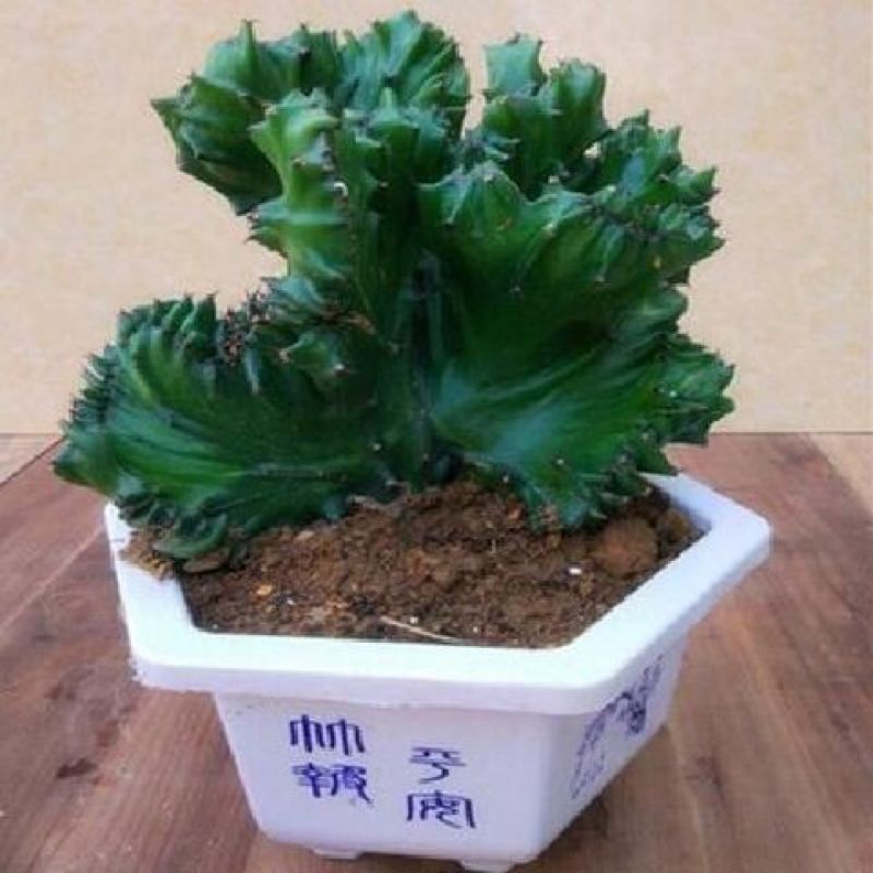玉麒麟镇宅**多肉盆栽彩麒麟五指山万重山火麒麟仙人掌植物