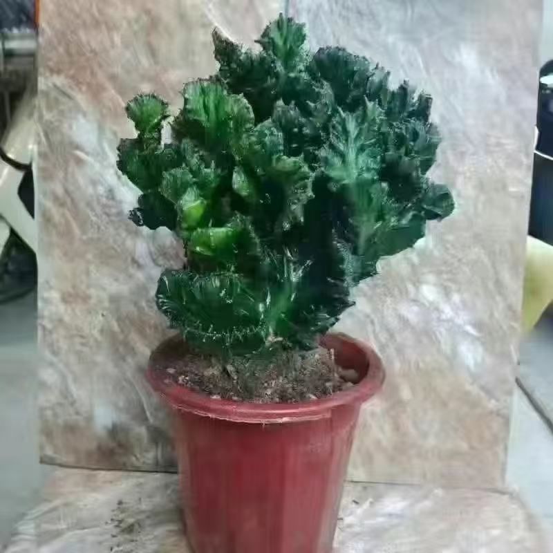 玉麒麟镇宅**多肉盆栽彩麒麟五指山万重山火麒麟仙人掌植物