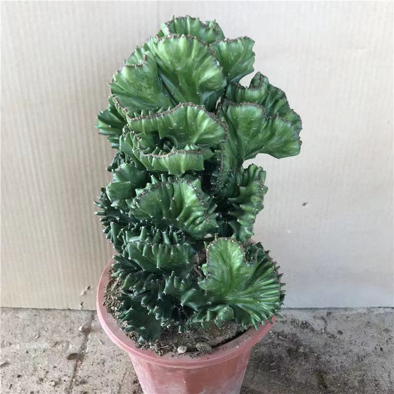 玉麒麟镇宅**多肉盆栽彩麒麟五指山万重山火麒麟仙人掌植物