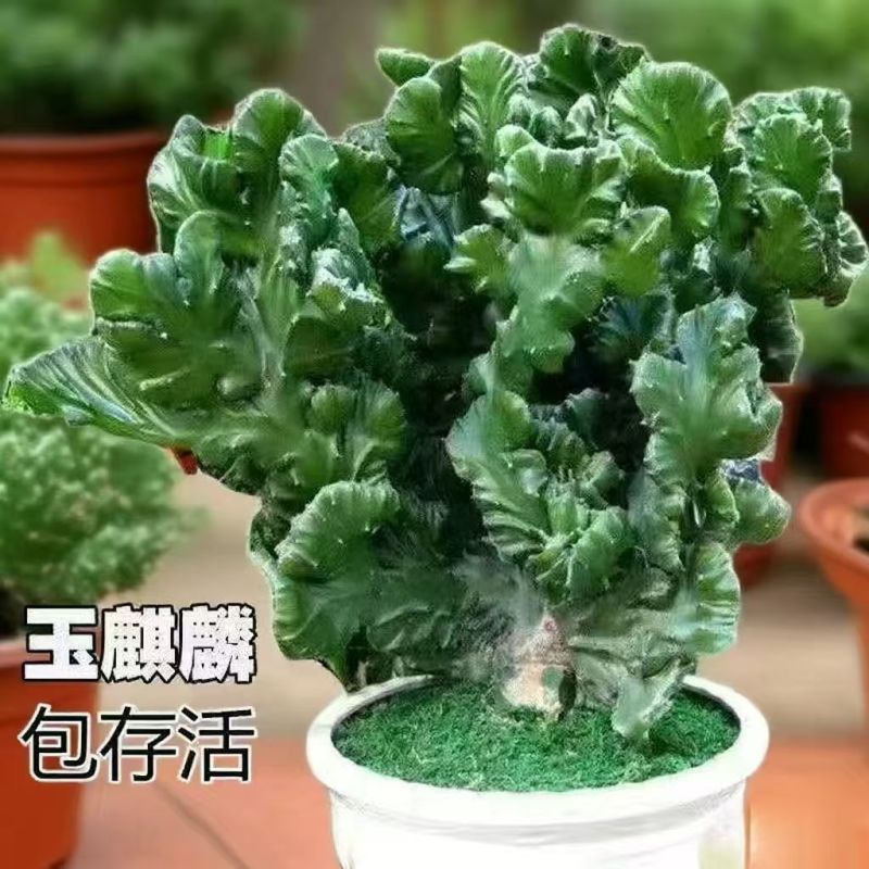 玉麒麟镇宅**多肉盆栽彩麒麟五指山万重山火麒麟仙人掌植物