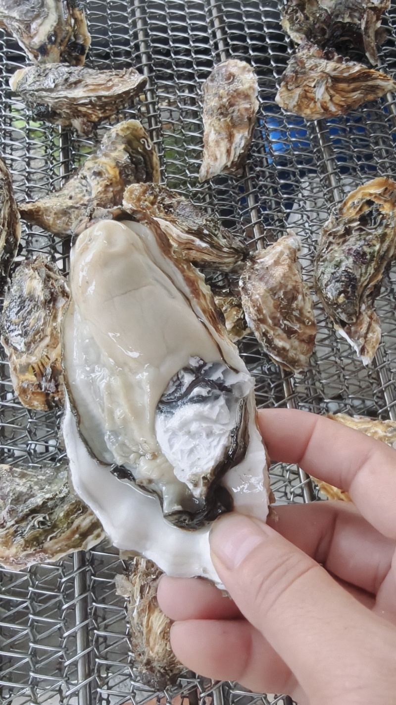 三倍体生蚝产地直销，规格齐全，期待以各大档口、店铺商家合