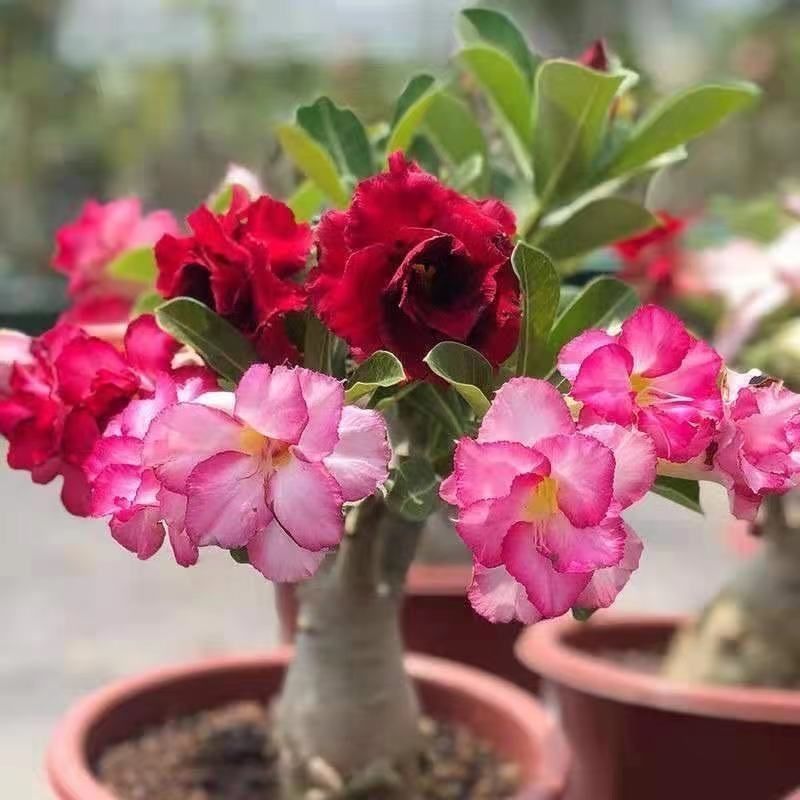 重瓣沙漠玫瑰盆栽四季开花好养老桩室内多色阳台花卉绿植盆景
