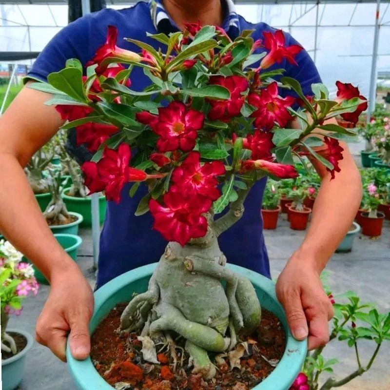 重瓣沙漠玫瑰盆栽四季开花好养老桩室内多色阳台花卉绿植盆景