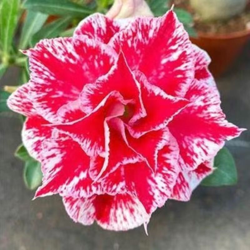 重瓣沙漠玫瑰盆栽四季开花好养老桩室内多色阳台花卉绿植盆景