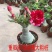 重瓣沙漠玫瑰盆栽四季开花好养老桩室内多色阳台花卉绿植盆景