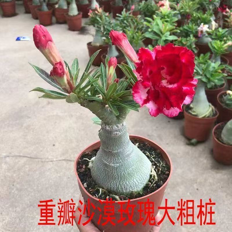 重瓣沙漠玫瑰盆栽四季开花好养老桩室内多色阳台花卉绿植盆景