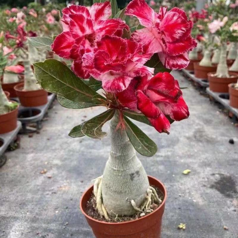重瓣沙漠玫瑰盆栽四季开花好养老桩室内多色阳台花卉绿植盆景